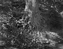 Sycamore Roots