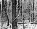 Ice Woods (1200L) #2.jpg