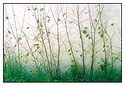 Grass