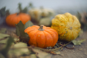 Pump-kin-ship