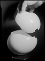 Broken Egg And Hand