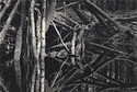Hensol woods