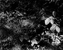 Pine Needles and Leaves