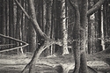 Hensol woodland