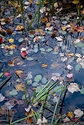 Leaves and water online share.jpg
