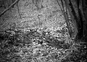 A wall in the woods