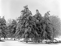 White Pines, Ben Hawes State Park, 2008