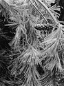 White Pine & Ice, 2008