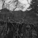 Stump