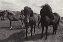 Horses