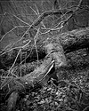 Storm Darragh Fallen Tree #2