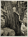 Alligator Juniper
