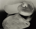 shells