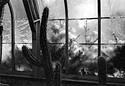 Cactus and Snow