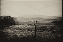 Crow on branch overlooking field