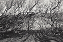 Abermaw woods