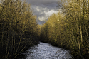 Coquitlam River BC
