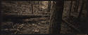 Windfall 1.jpeg