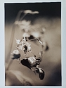 Wildflower