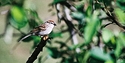 Sparrow.jpg
