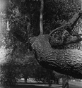 Old Oak