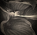 Hosta