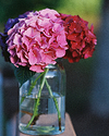 Hydrangeas from the garden