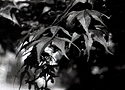 Leaves.jpg