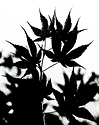 Momiji-Silhouette