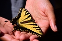 Papilio glaucus