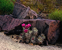 Marooned On A Bloom