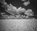 Palouse 3.jpg