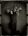 sad roses