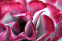 Petals