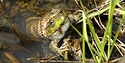 Frog vs Snake