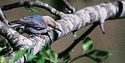 Brown crested nuthatch