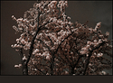 blossum in the night