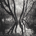 Hensol woods