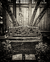 Old bench and tree