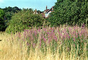 Landscape off Weald Road 02