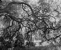 Branches
