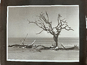 Jekyll driftwood