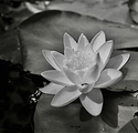 Nymphaea