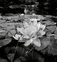 Nymphaea's, triple exposure