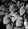 Simply leaves