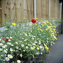 Brirish Wildflowers