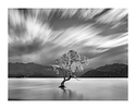 The Tree, Lake Wanaka, # 2