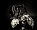 Rose still life