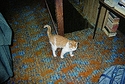 Cat On A Hot Shag Rug