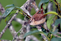 Wren